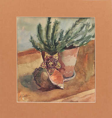 Софронова Антонина Фёдоровна. Кактус и раковина